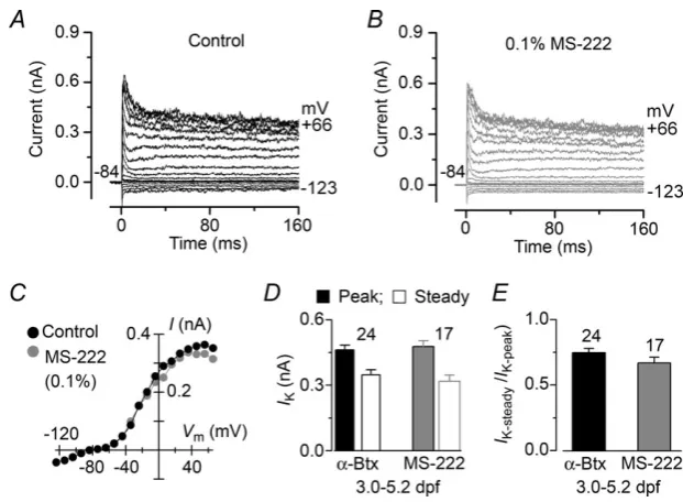 Figure 3. Potassium current recordings from