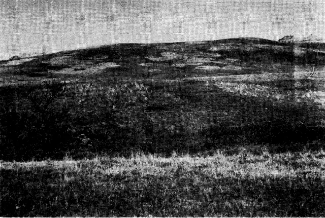 Table 3. Relative coverage by species of seed plants on circular firebreak. plowed once to profecf haystack decades ago, and on surrounding range