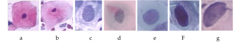 Table 1. Classification of Pap smear single image cell types 