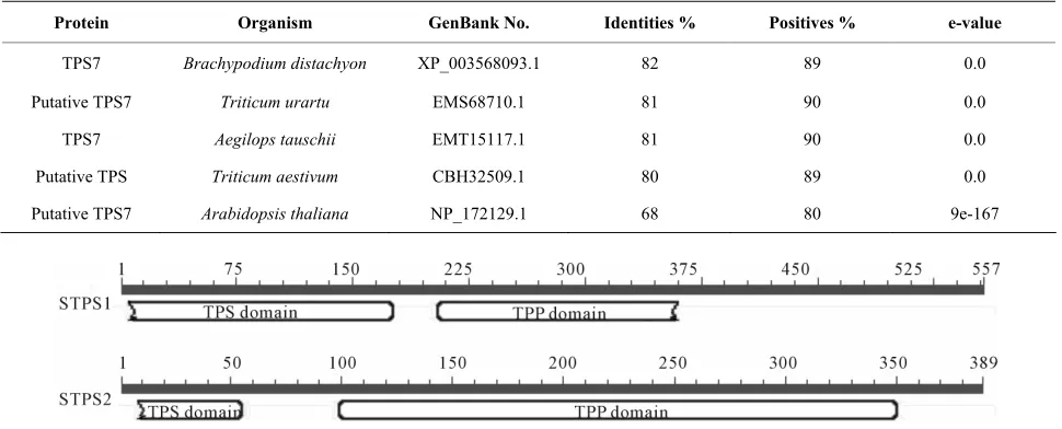 Table 2. Similarity of the sugarcane TPS1 to other TPSs using BlastX tool. 