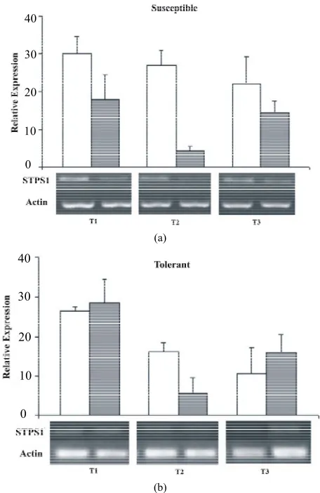 Figure 4. Relative expression of the STPS1 gene in the con- trol (white bars) and stressed sugarcane plants (grey bars)