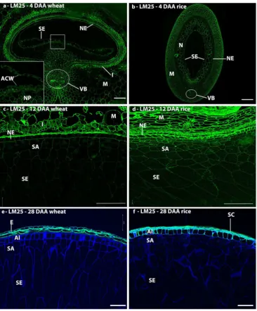 Fig. 5 Indirect immunoﬂuorescence detection of xyloglucan inmedial transverse sections of wheat (a, c, e) and rice (b, d,f) grains at 4 (a, b), 12 (c, d), and 28 days after anthesis (e, f).Inset in micrograph a is a 94 enlargement of the boxed region,showing immunoﬂuorescence labelling of the anticlinal cell walls.