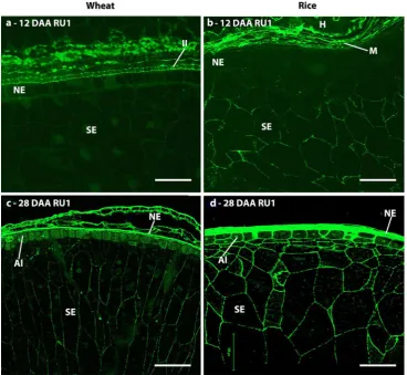 Fig. 8 Indirect immunoﬂuorescence detection of RG-I back bone inmedial transverse sections of wheat (a, c) and rice (b, d) grains at 12(a, b) and 28 days after anthesis (c, d)