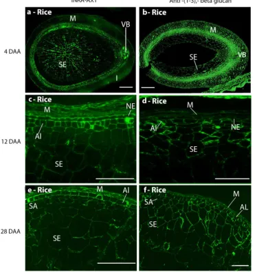 Fig. 2 Indirect immunoﬂuorescence detection of AX and callose inmedial transverse sections of a rice grain at 4 (b), 6 (a), 12 (c, d), and28 DAA (e, f)