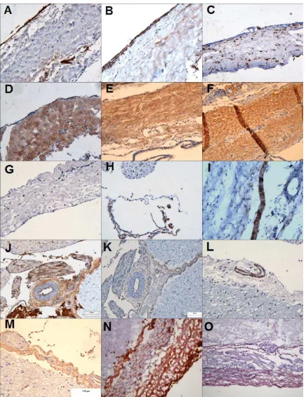 FIGURE 2. Immunohistochemical analysis of the porcine meninges. The meninges composed of the dura mater (A–G), the arachnoid mater (H–I)and the pia mater (J–M) in formalin ﬁxed tissue