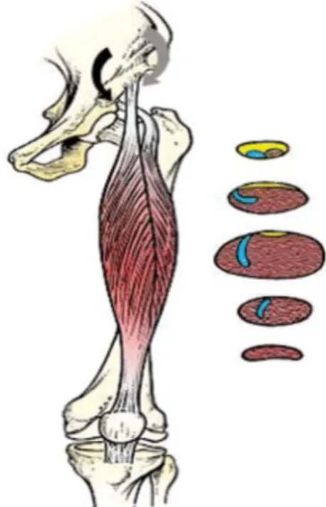 Table 2. Differences in muscle mass loss (mm) at different time intervals