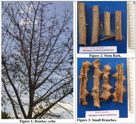 Figure 2: Stem Bark. 