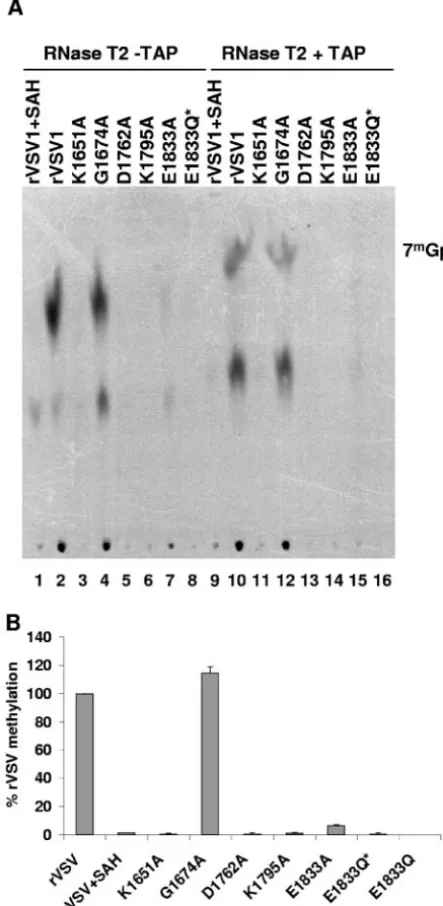 FIG. 6. Effect of L10 U of RNase T2 and/or 2 U of TAP, and the products were analyzedby TLC on PEI-F cellulose sheets