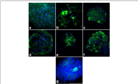 Fig. 1 Immunostaining of peripheral corneal spheres reveals expression of putative stem cell and niche markers