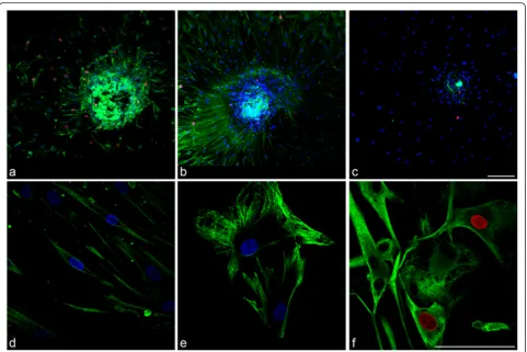 Fig. 2 Immunostaining of peripheral corneal spheres stimulated by collagen I substrate reveals expression of cell proliferation and differentiationmarkers