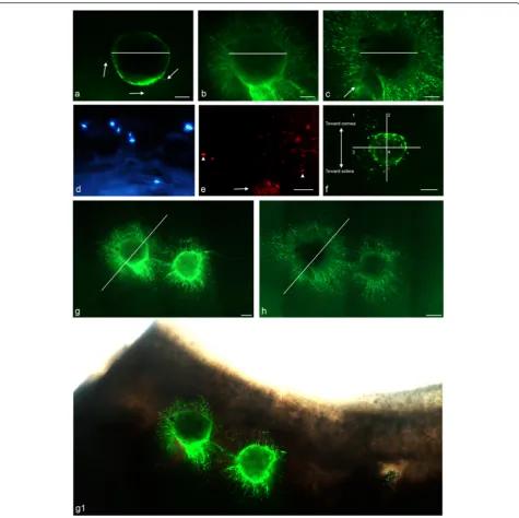 Fig. 4 Implantation of peripheral corneal spheres into corneoscleral tissue results in cell migration, inter-sphere interaction and polarized outgrowth.LIVE/DEAD® staining of sphere-implanted tissue showed a green (live cell) fluorescent signal in the outl