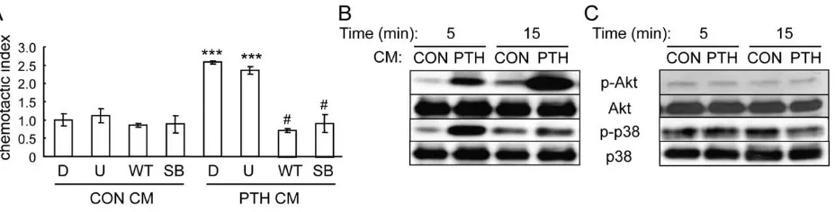 Figure 2. PTH itself is not a chemotactic factor for mesenchymal progenitors. (A) qRT-PCR quantification of mRNA levels of PTH1R inpcon