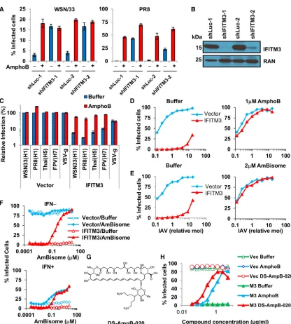Figure 1. AmphoB Increases IAV Infection by Preventing IFITM3-Mediated Restriction In Vitro(A) HeLa cells stably expressing either of two negative control short hairpin RNAs (shRNAs) against the ﬁreﬂy luciferase gene (shLuc-1 or shLuc-2) or shRNAs(G) Struc