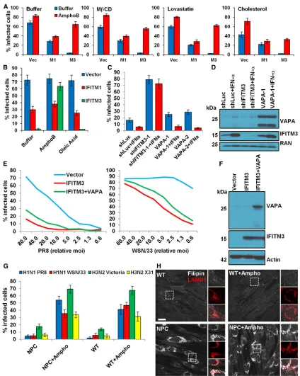 Figure 4. Role of Cholesterol or VAPA in IFITM-Mediated Restriction of IAV(A) IAV WSN/33 infection (moi 1) of A549-vector (Vec), A549-IFITM1 (M1), or A549-IFITM3 (M3) cells, treated with the indicated small molecules, in the absence(Buffer, blue) or presen