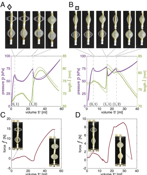 Fig. 5.(ðmarkers in Fig. 4. Snapshots of the combined actuators 0.5 mL before and aftereach state transition (atactuator withðA and B) Experimental (solid lines) and numerical (dashed lines)pressure–volume curves for two soft actuators comprising n = 2 flu