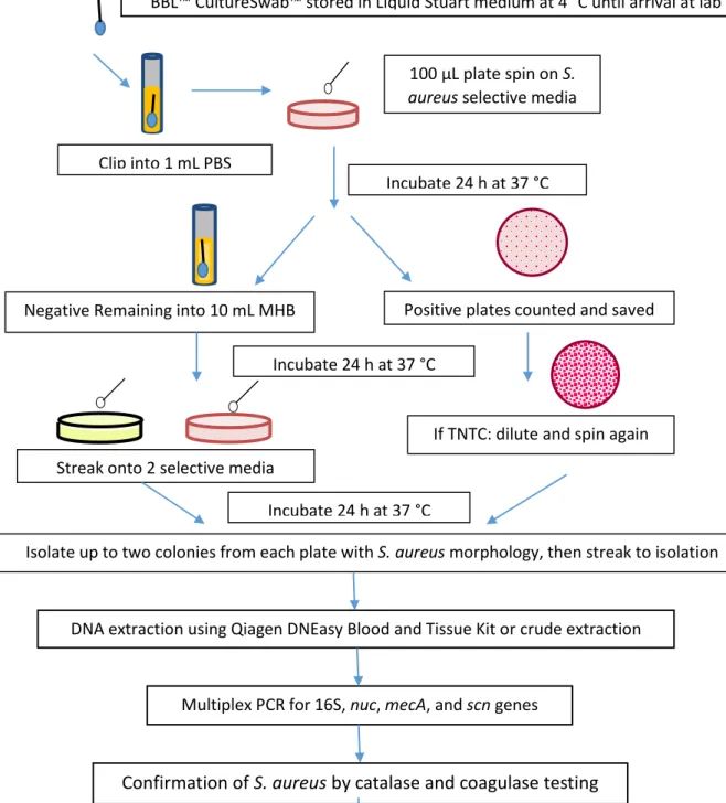 Figure 1. Protocol of procedures for S. aureus isolations and characterization from nasal swab  samples
