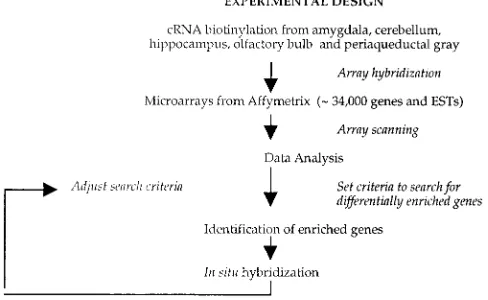 Table 1. Genes that are at least 3.5- or 5-fold enriched in each ofthe ﬁve areas