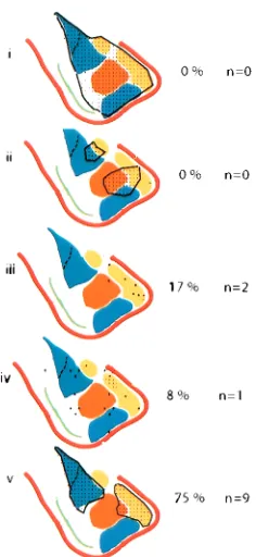 Fig. 4.Possible gene expression patterns in the amygdala and the percent-speciﬁc subnuclei