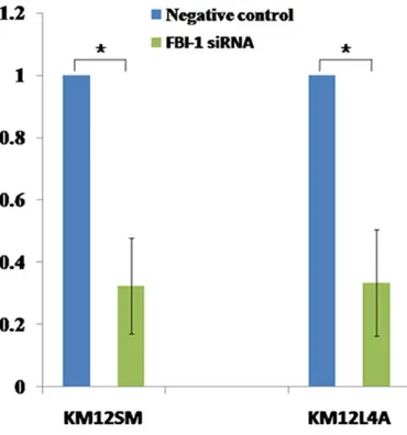 Figure 3. FBI-1 siRNA transfection could decrease FBI-1 mRNA in colon cancer cell lines KM12SM and KM12L4A (*P < 0.01).