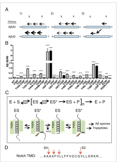 Figure 7. The tripeptide cleavage mechanism of g-secretase and the effect of APP transmembrane domain FAD