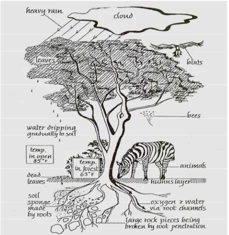 Figure 1. Different human uses of woody plants (source: Storrs, 1968). 