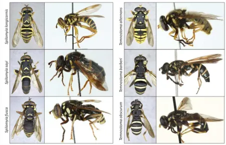 Figure 3. Proposed morphological adaptations to behavioral mimicry in six hover flies (Diptera: Syrphidae) exhibiting behavioral mimicry
