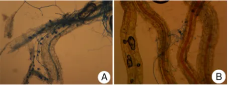 Figure 4. Root colonization by Mycorrhizal INIFAP® in barley roots whose seed was treated with chlorothalonil