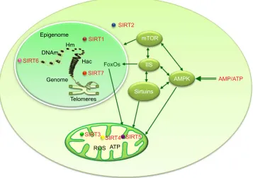 Figure 2 Molecular markers of aging involved in the pleiotropic effects of calorie restriction