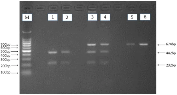 Figure 1. Electrophoresis of polymerase chain reaction products of the sam-ples. Lane M is the 100 bp marker ladder; Lanes 1-6 are samples, the 674 bp bands are the target genes.