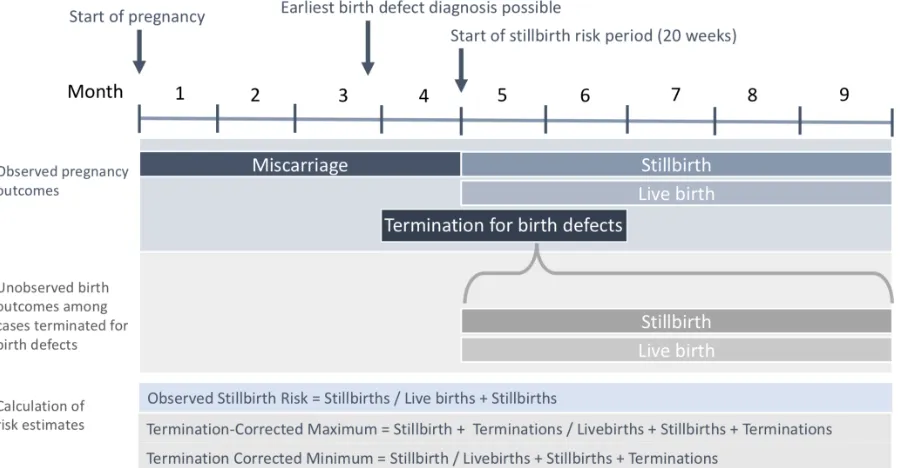 Figure 2.2. Observed and unobserved pregnancy outcomes among birth defect cases and their relation to 