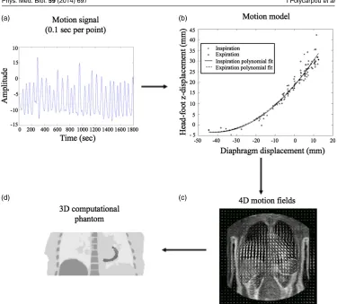 Figure 2. The 4D simulation is based around a motion model that describes the 3Dtrajectory (b) of each point in a grid covering the torso (c) as a function of thedisplacement of the diaphragm (a)