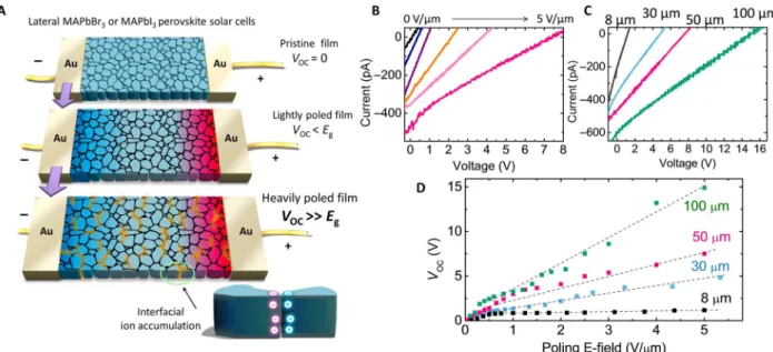 Fig. 1. APV effect in OIHP solar cells. (A) Scheme of the lateral perovskite solar cells before (top) and after electrical poling (middle and bottom), where the device structure is Au/MAPbBr 3 (or MAPbI 3 )/Au