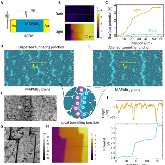 Fig. 3. Role of ion accumulation in APV effect. (A) Scheme of the KPFM characterization, where the anode of the solar cell was grounded