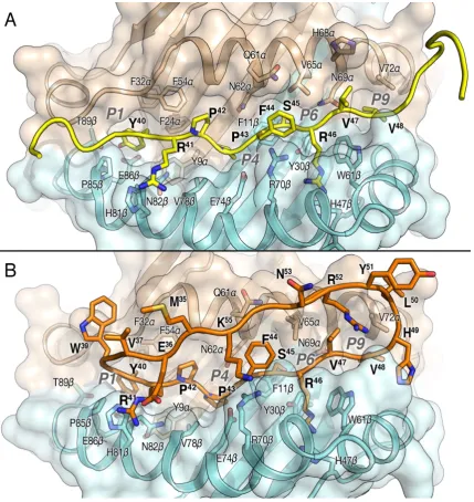Fig. 4. Ribbon and surfacecolors respectively. Peptide numbering is shown in bold letters