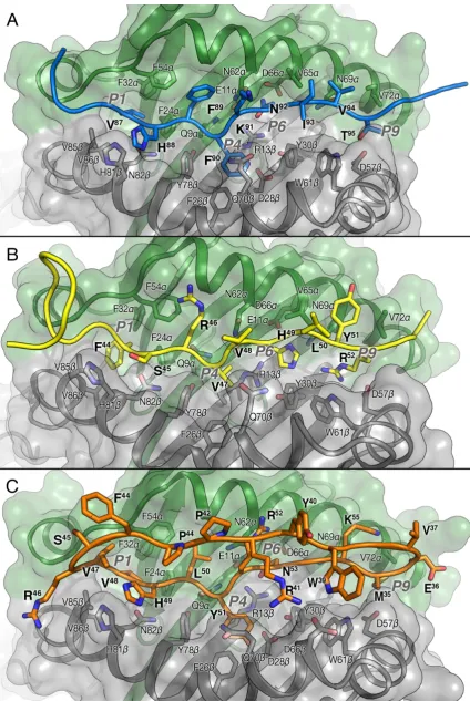 Fig. 6. Ribbon and surfacePeptide numbering is shown in bold letters.structure peptides bound to HLA-DR2