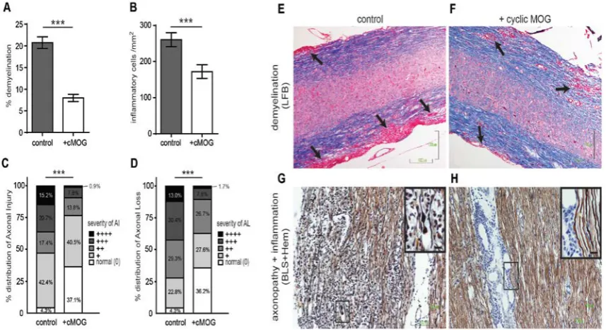 Fig. 2. (A) Demyelinating, (B) inflammatory and (C,D) axonopathic processes of control and +cMOG groups during the acute phase of EAE, in spinal cords