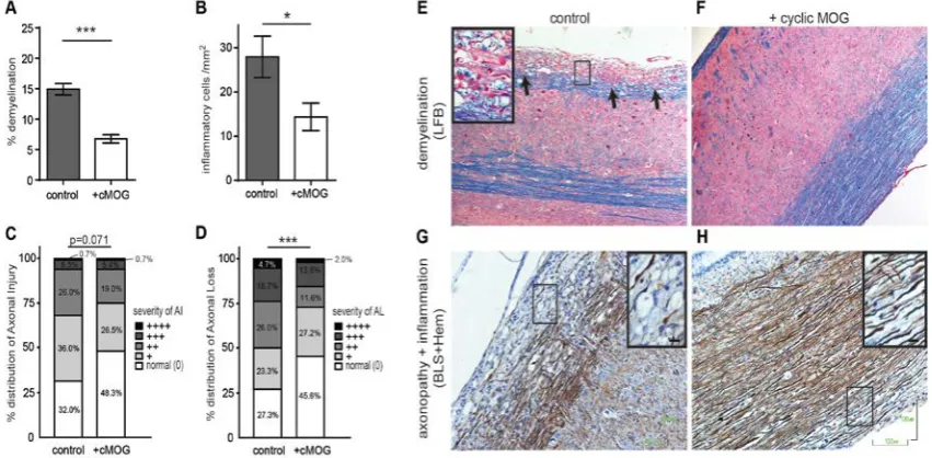 Fig. 3. (A) Demyelinating, (B) inflammatory and (C,D) axonopathic processes of control and +cMOG groups during the chronic phase of EAE, in spinal cords