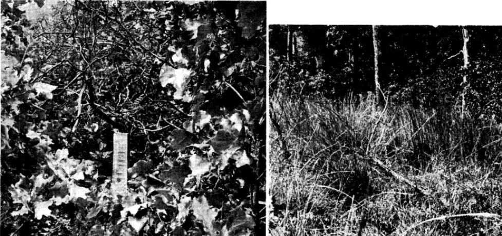 FIGURE 1. A, plot sprayed in 1952 with 2,4,5-T. A verage yield of sprayed plots in 1957 