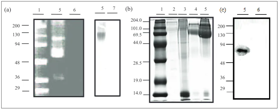 Figure 1. Characterization of T/Tn glycoprotein. T/Tn was separated by SDS-PAGE and gels were subjected to (a) PAS (carbohydrate) stain, (b) Coomassie (protein) stain, and (c) western blot analysis using anti-T/Tn antibody