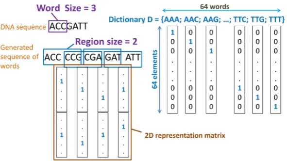 Figure 3. Translating DNA sequence into sequence of words.                      
