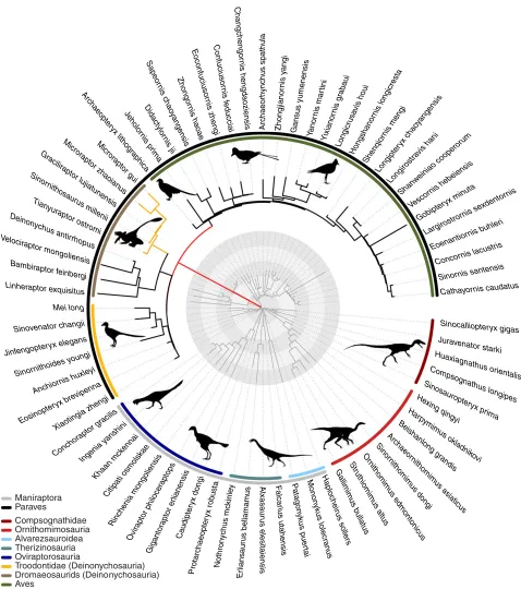 Figure 1. Rates of femur and forelimb evolution in Theropoda. Branch lengths are scaled, (i) red branch leading to the Paraves indicatinganeightfold rate increase relative to the background rate (not scaled relative to evolutionary rate)