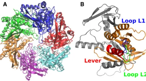 FIGURE 1Structure ofdomain is colored orange and the lever red. In the depicted monomericstructure shown, the lever is in a down state