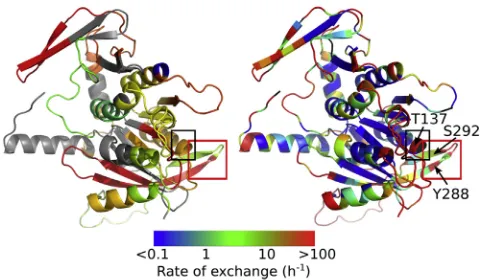 Fig. 6 illustrates another beneﬁt that the prediction bringsto interpretation of HDX-MS