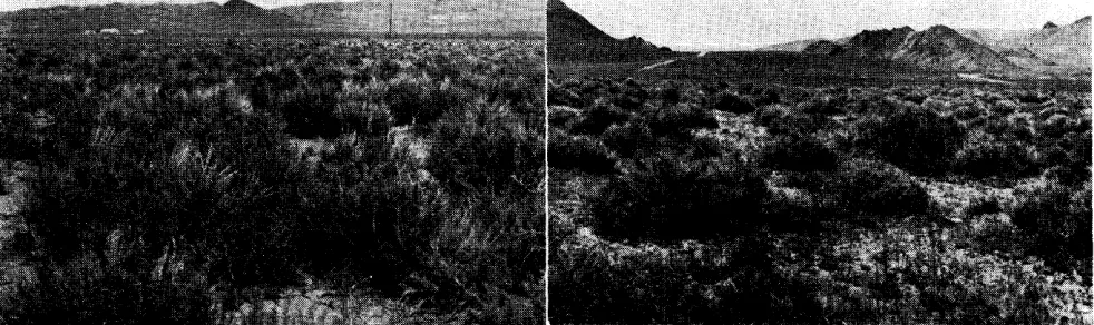 FIGURE 2. Sweetwater Flat, once plowed and seeded to crested wheatgrass, now sup- ports a sparse stand of big sagebrush