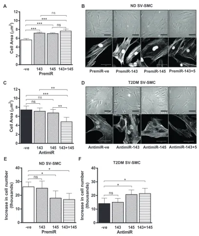 Fig. 2. Effect of altering miR-143 and miR-145 levels on SV-SMC morphology and function