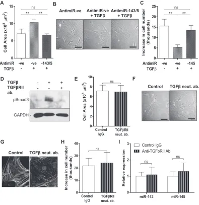 Fig. 5. Effect of modulating TGFβthe same treatment, F-actin cytoskeleton was visualized using rhodamine phalloidin
