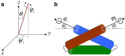 FIGURE 2The model protein is a three-helix bundle coarse-grained intoandthree rods. The rotational degrees of freedom of interest here are shown in(a) for a single rod in red