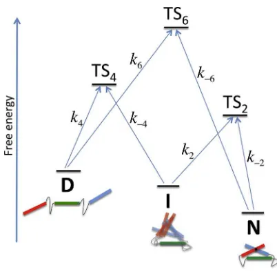 FIGURE 3Free energy diagram of the three-helix bundle in hyperguttermodel. D, I, and N are denatured, intermediate, and native states, respec-tively