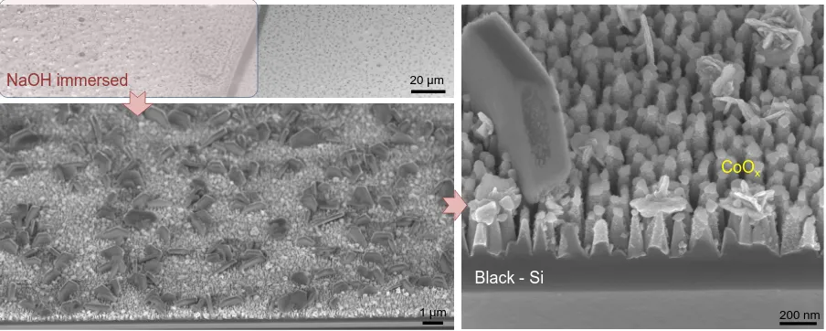 Figure 8. SEM images of Black-Si photoanodes etched for 20 min and coated with 10 nm TiO2 withaddition of 150 nm CoOx cocatalyst after the exploitation for 30 min in photoelectrochemical cell.