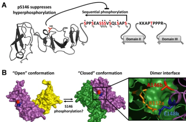 FIG 9 Summary and potential role of NS5A phosphorylation. (A) Schematic of NS5A showing the location and relationship of phosphorylation eventsidentiﬁed
